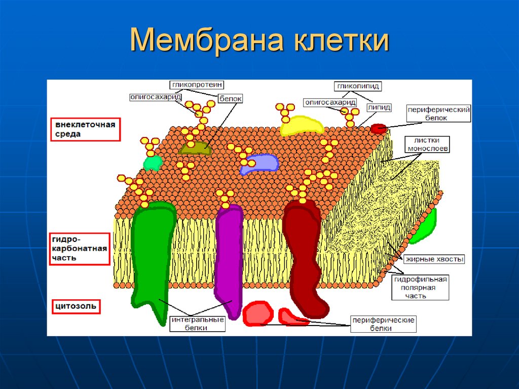 Мембрана клетки