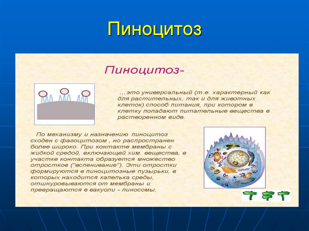 Пиноцитоз