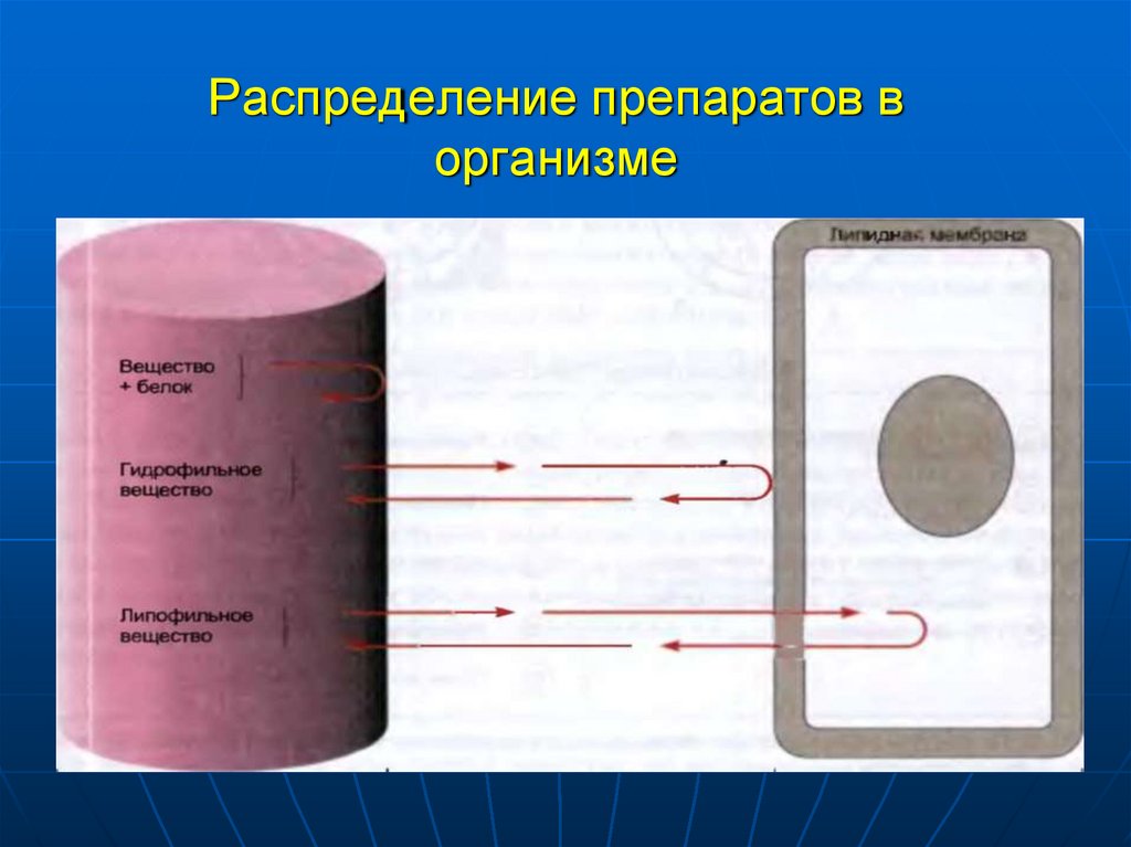 Распределение препаратов в организме