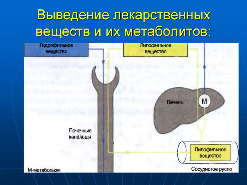 Выведение лекарственных веществ и их метаболитов: