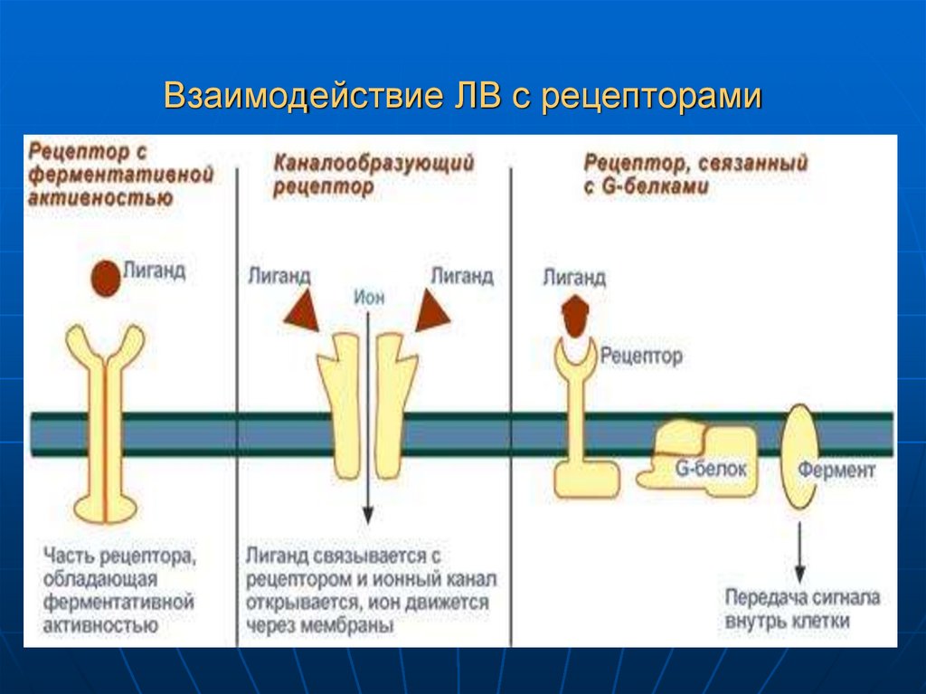 Взаимодействие ЛВ с рецепторами