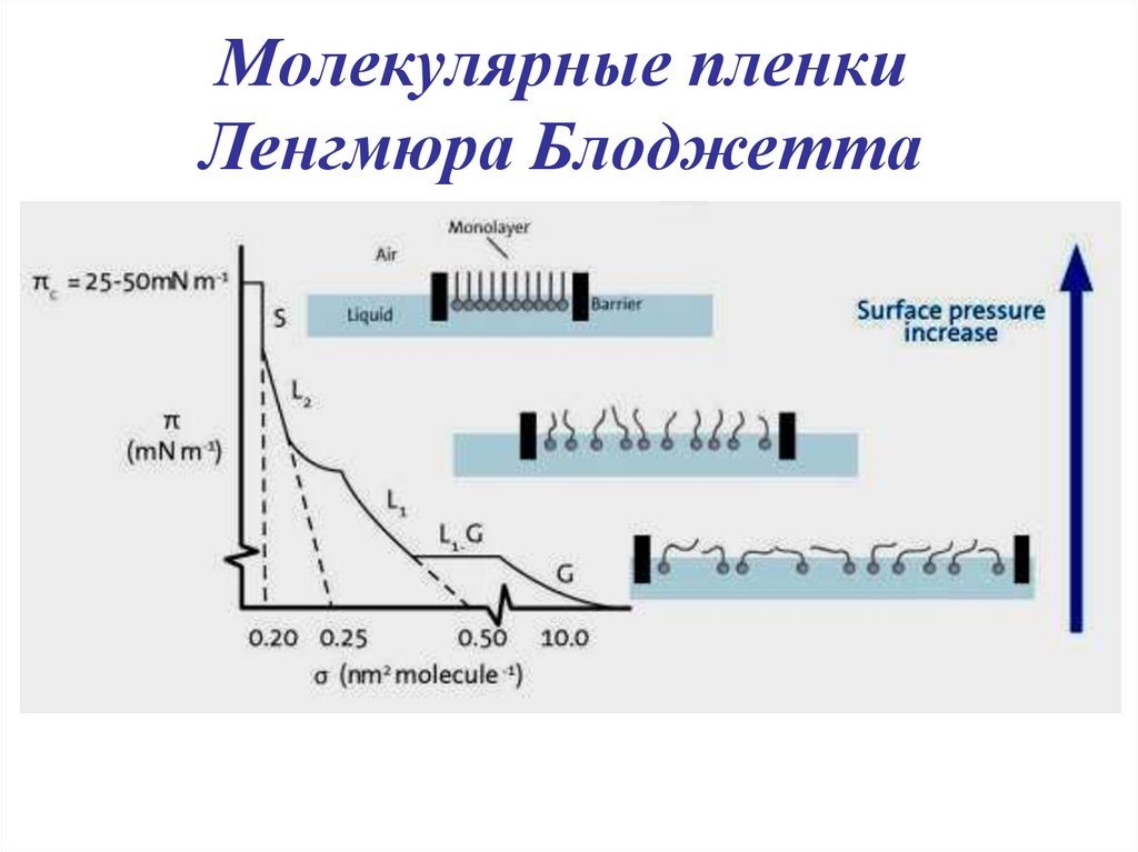 Молекулярные пленки Ленгмюра Блоджетта