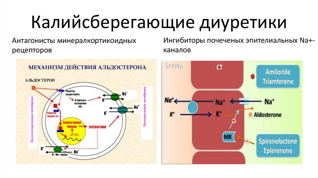 Калийсберегающие диуретики