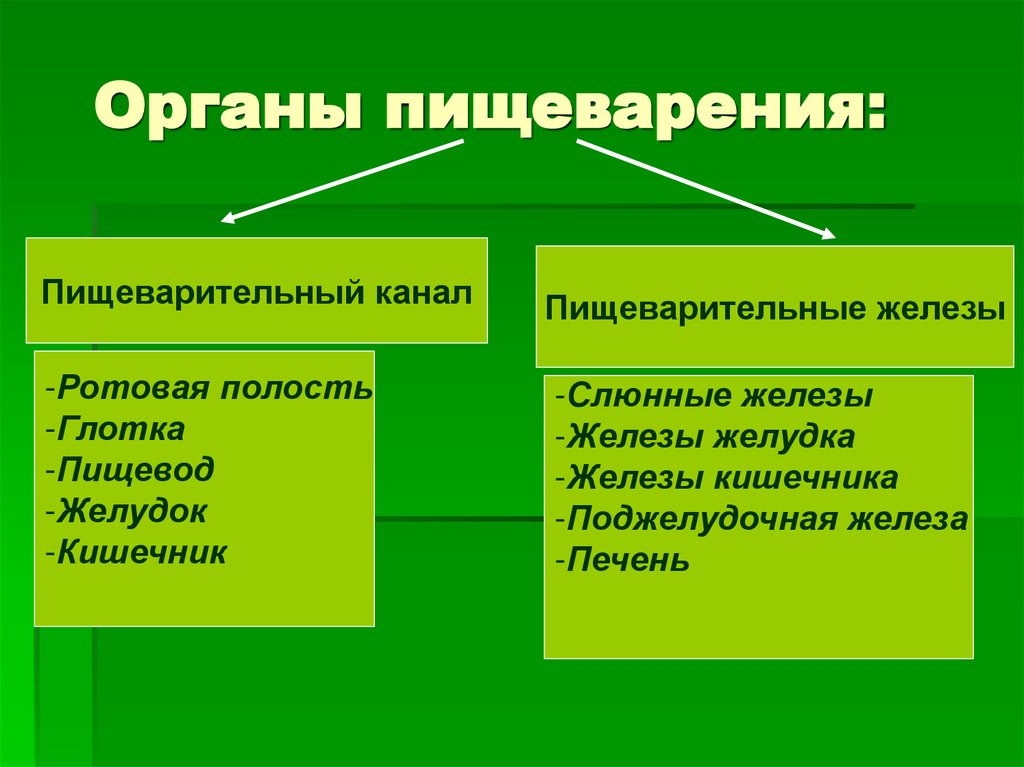 Органы пищеварения: