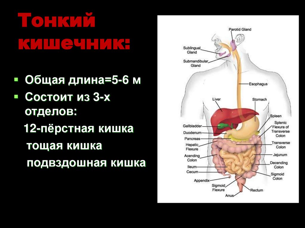 Тонкий кишечник:
