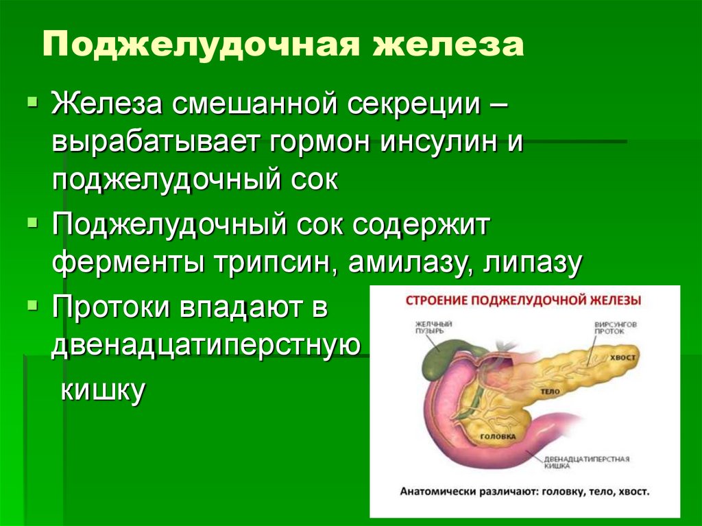Поджелудочная железа
