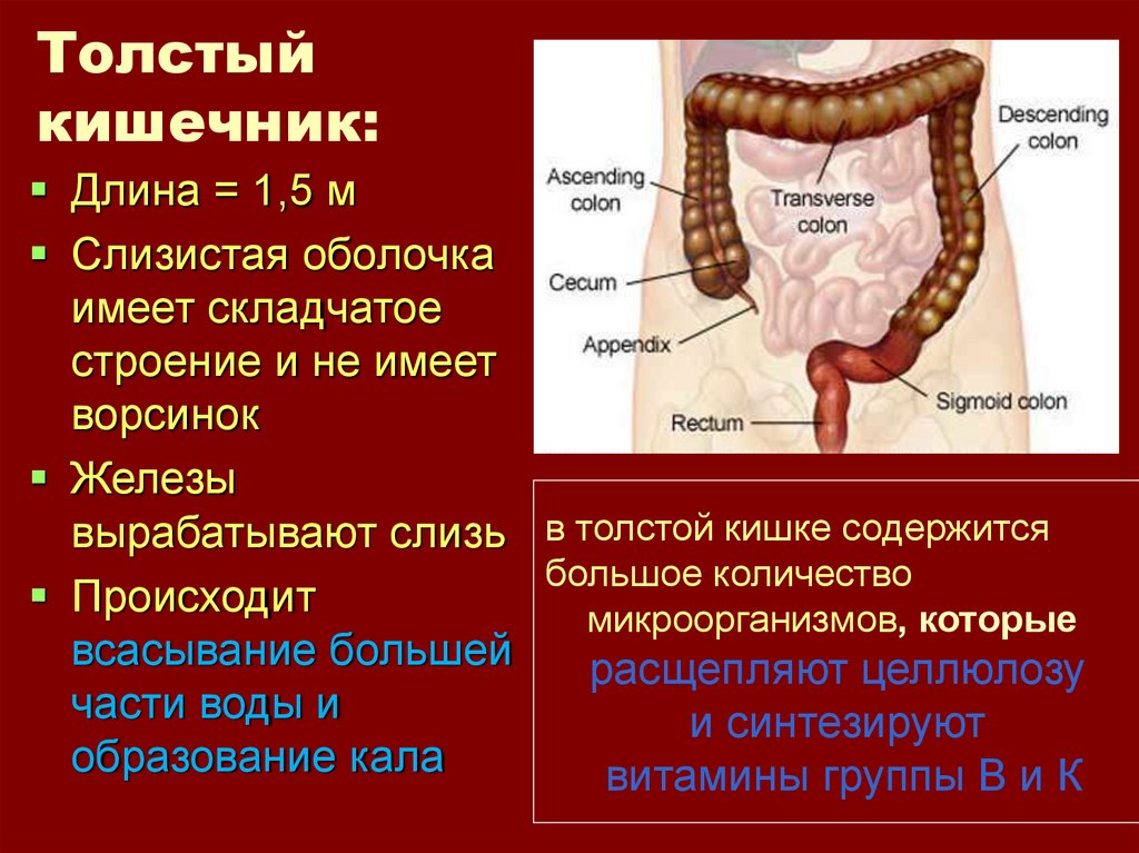 Толстый кишечник: