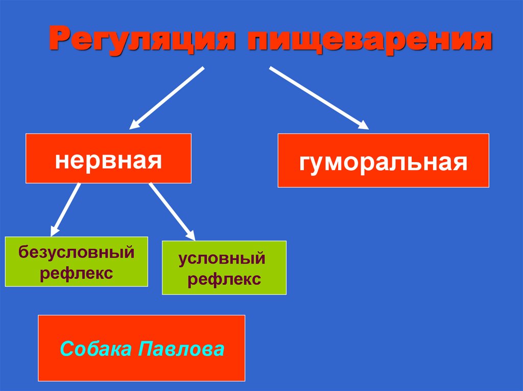Регуляция пищеварения