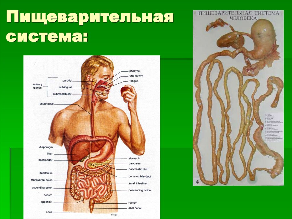 Пищеварительная система:
