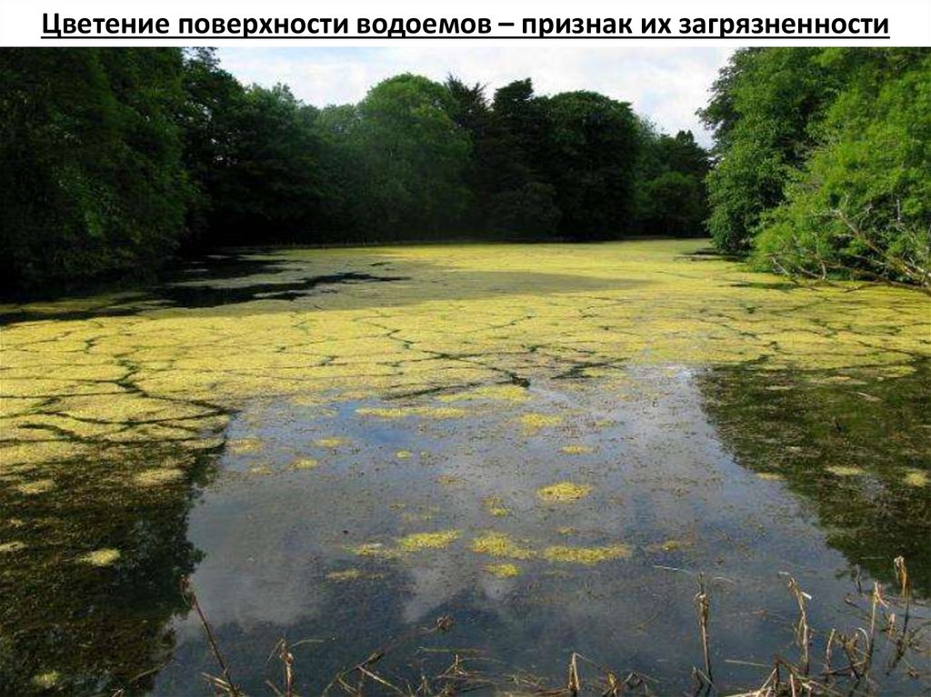 Цветение поверхности водоемов – признак их загрязненности