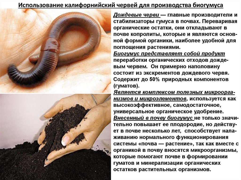 Использование калифорнийский червей для производства биогумуса