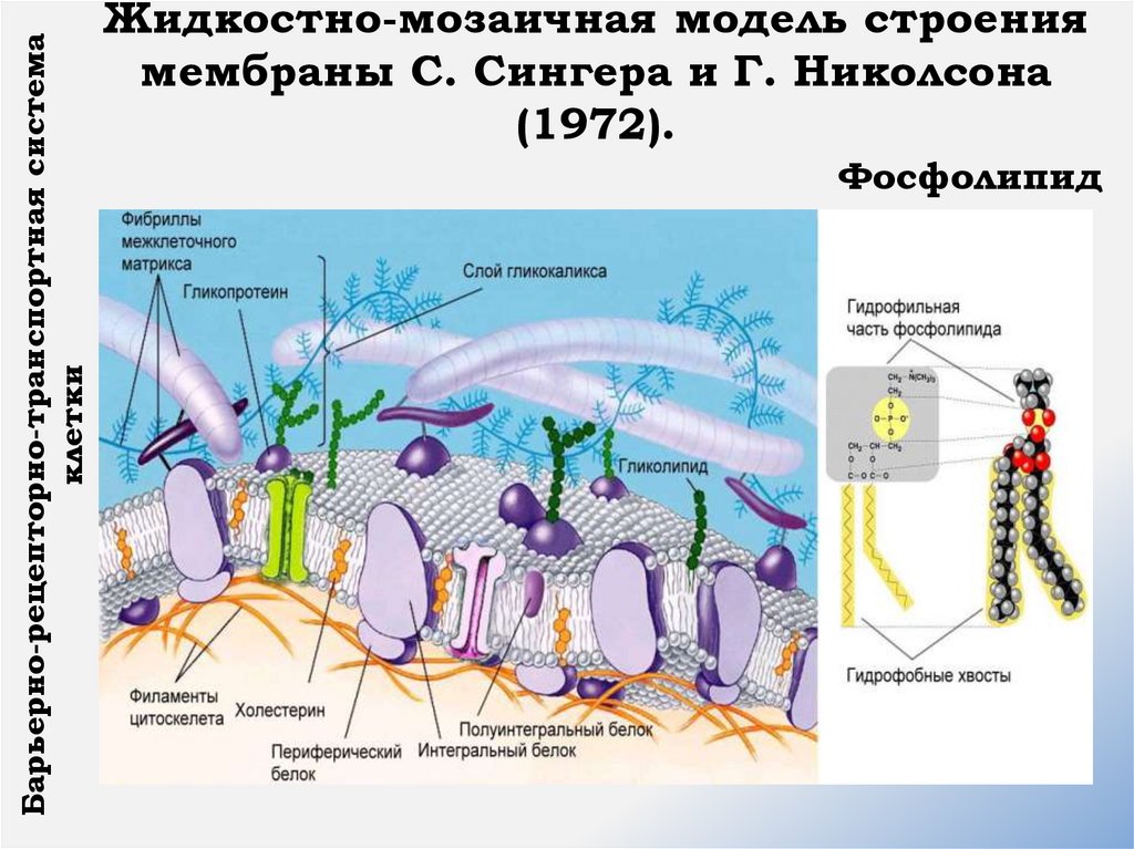 Жидкостно-мозаичная модель строения мембраны С. Сингера и Г. Николсона (1972).