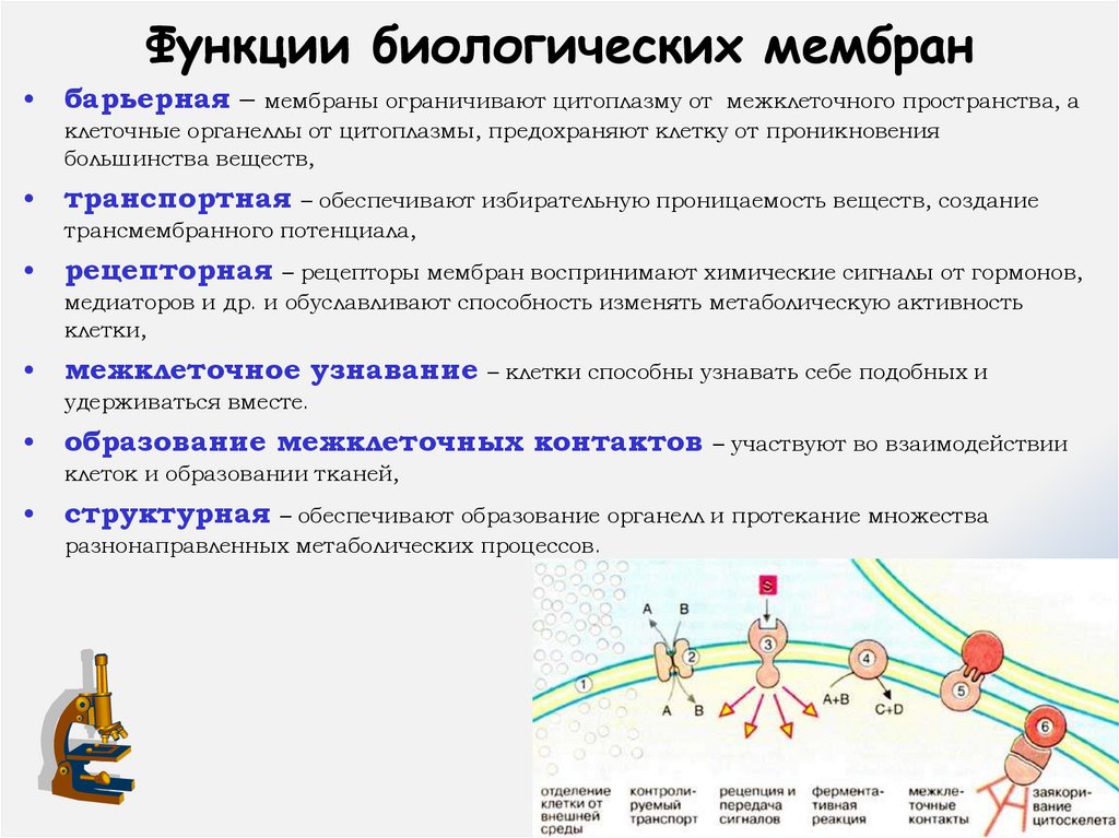 Функции биологических мембран