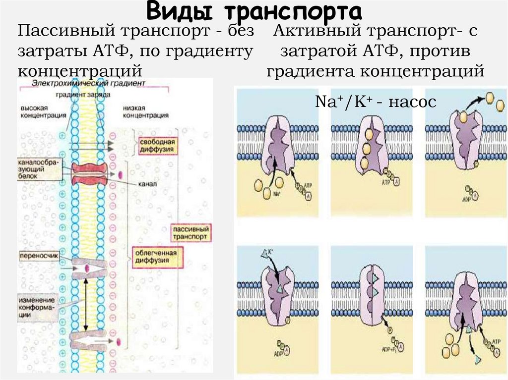 Виды транспорта