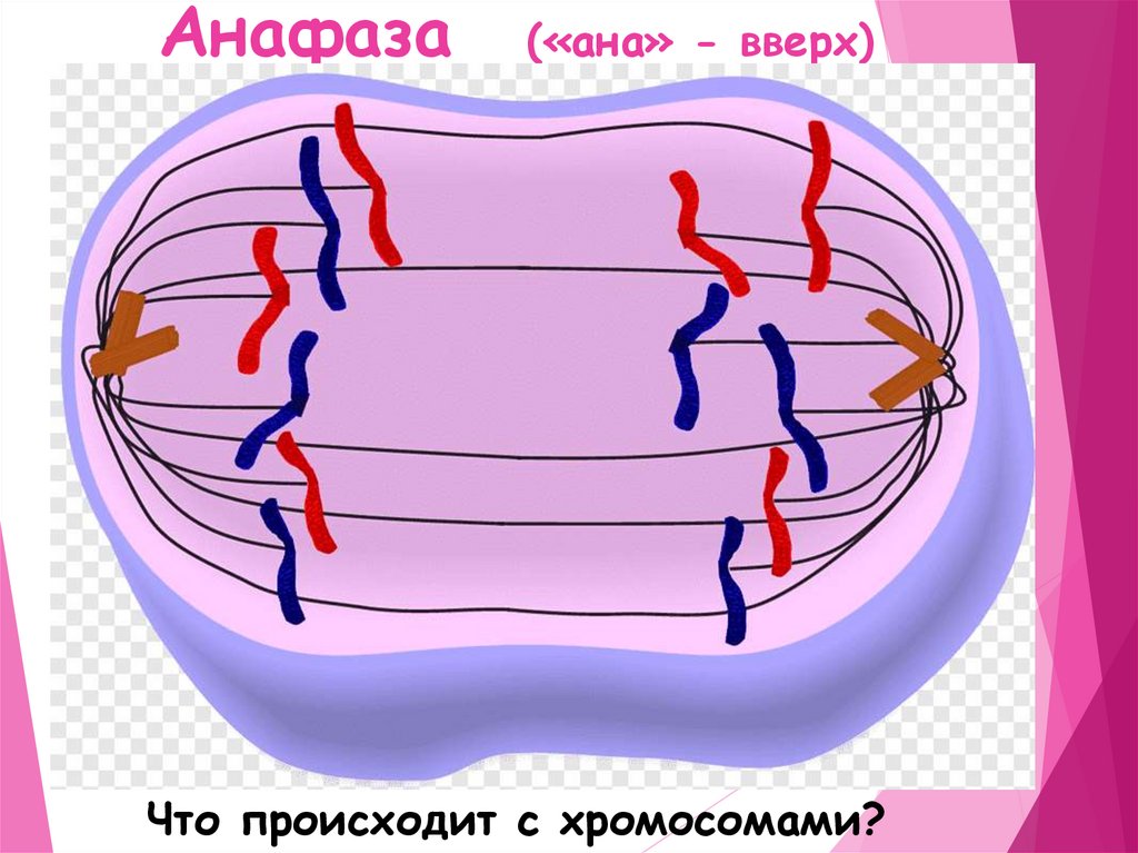 Анафаза («ана» - вверх)