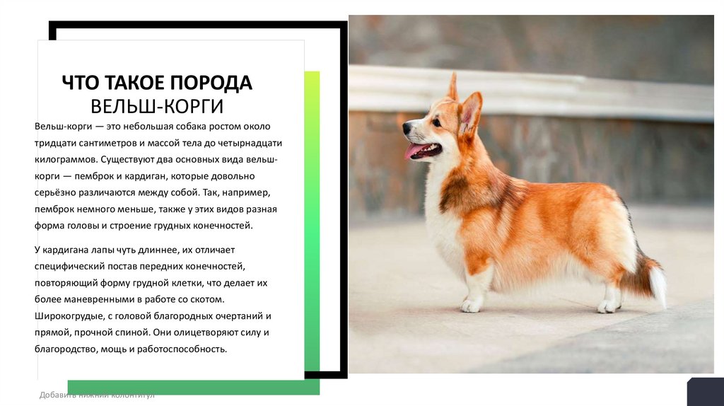 Что такое порода Вельш-корги