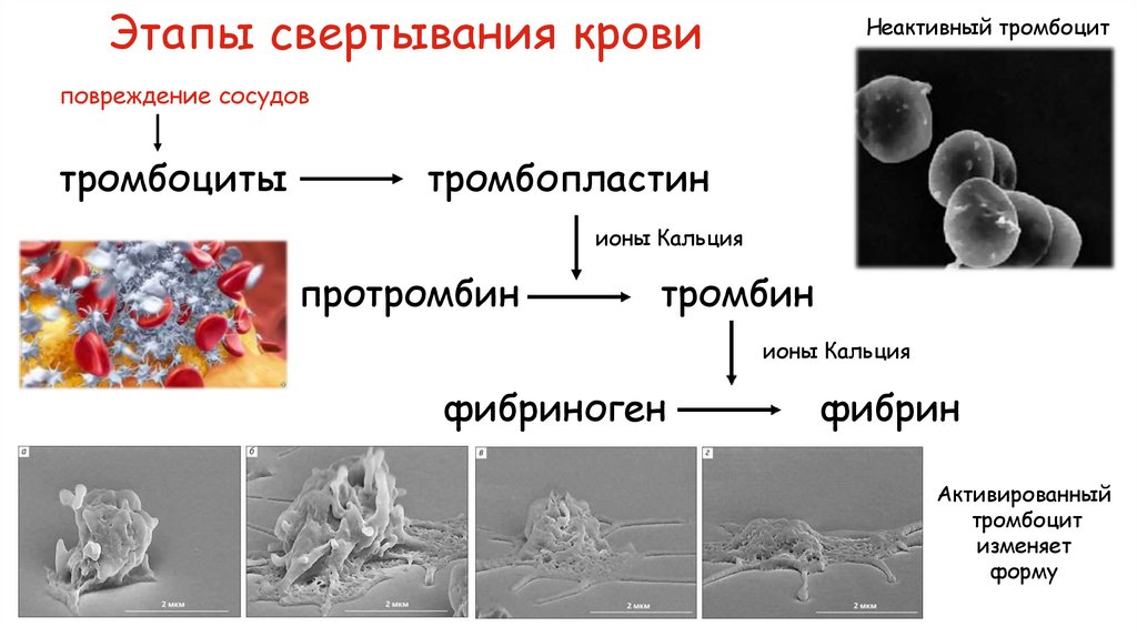 Этапы свертывания крови