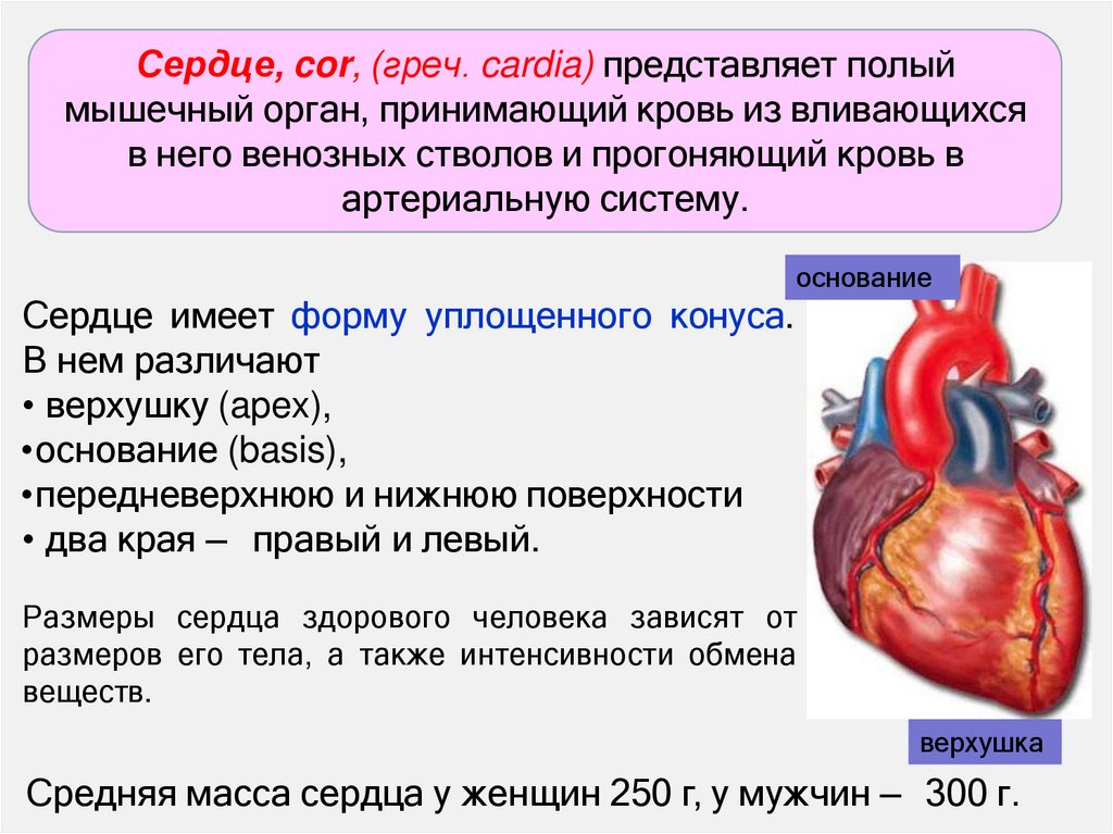 Сердце, cor, (греч. cardia) представляет полый мышечный орган, принимающий кровь из вливающихся в него венозных стволов и