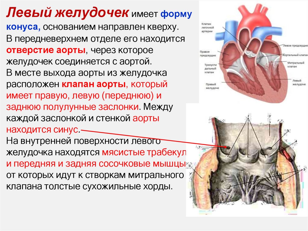 Левый желудочек имеет форму конуса, основанием направлен кверху.