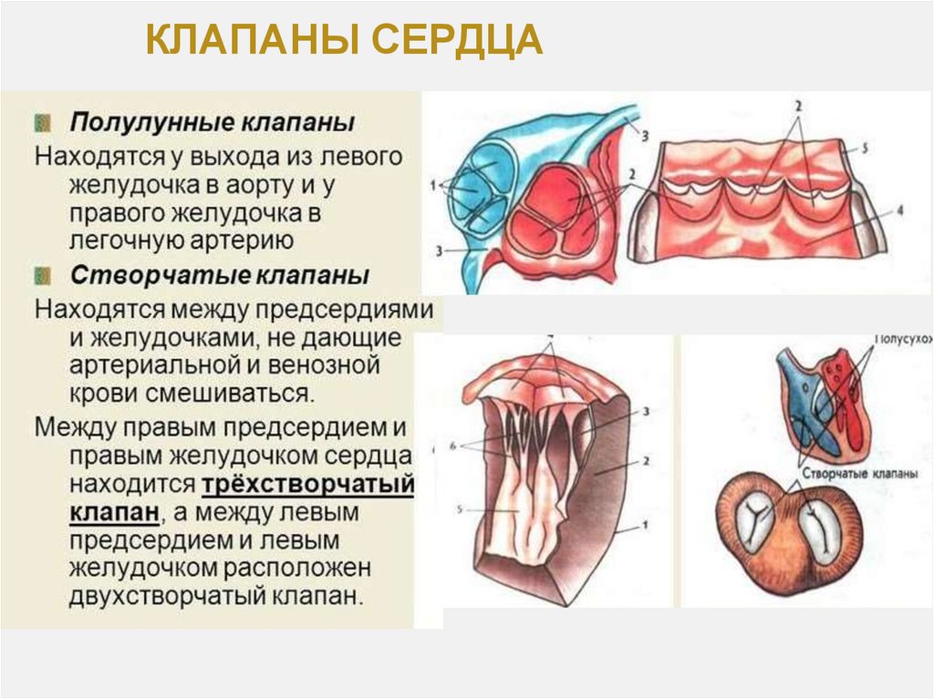КЛАПАНЫ СЕРДЦА