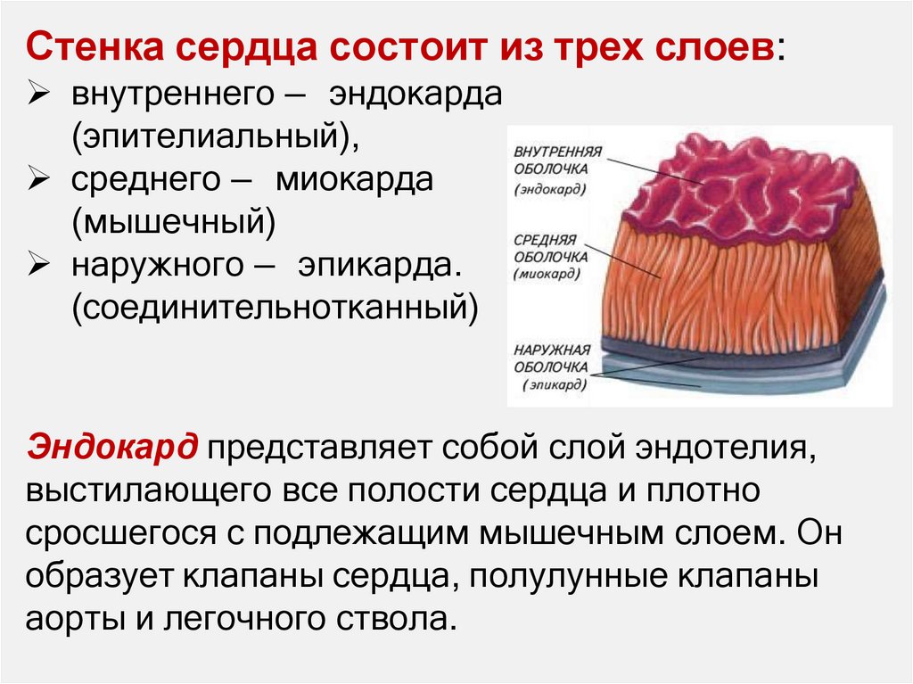 Стенка сердца состоит из трех слоев: