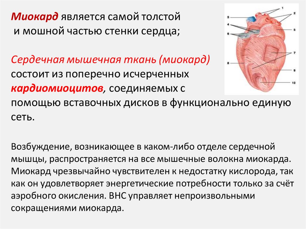Миокард является самой толстой и мошной частью стенки сердца;