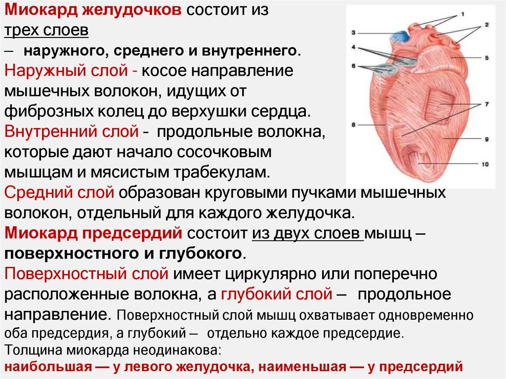 Миокард желудочков состоит из трех слоев