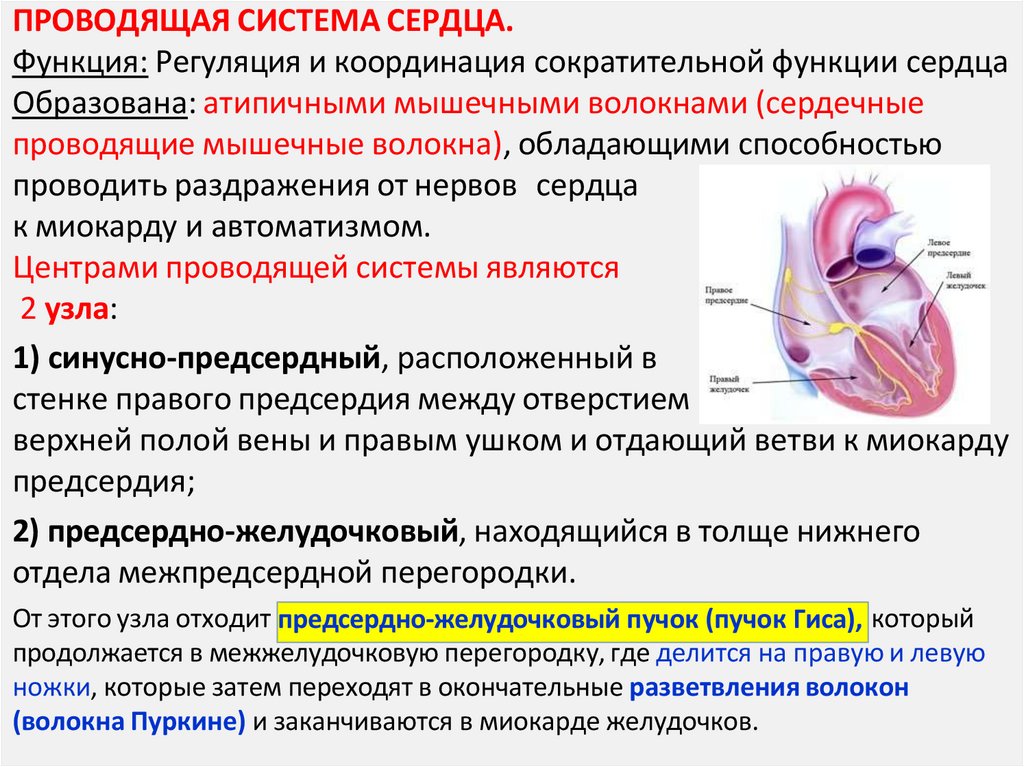 ПРОВОДЯЩАЯ СИСТЕМА СЕРДЦА. Функция: Регуляция и координация сократительной функции сердца Образована: атипичными мышечными