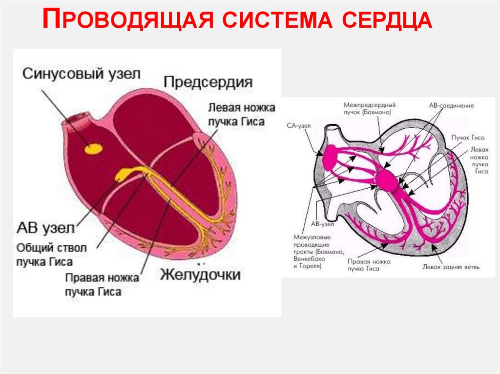 Проводящая система сердца
