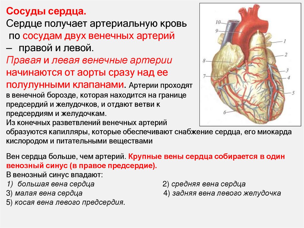 Сосуды сердца. Сердце получает артериальную кровь по сосудам двух венечных артерий