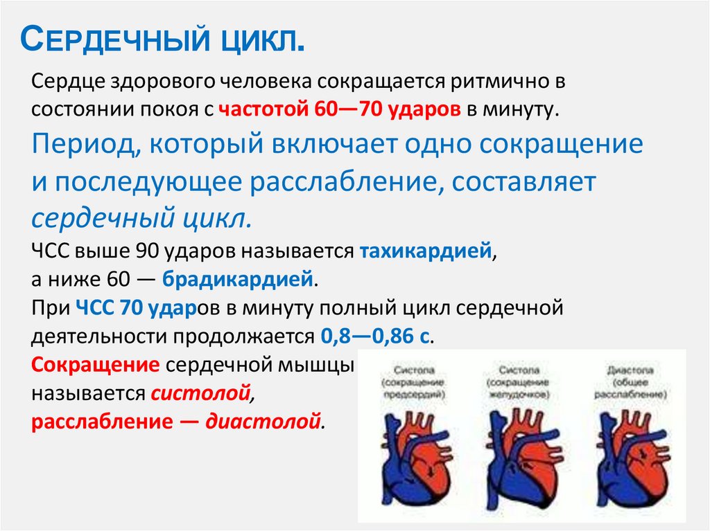 Сердечный цикл.