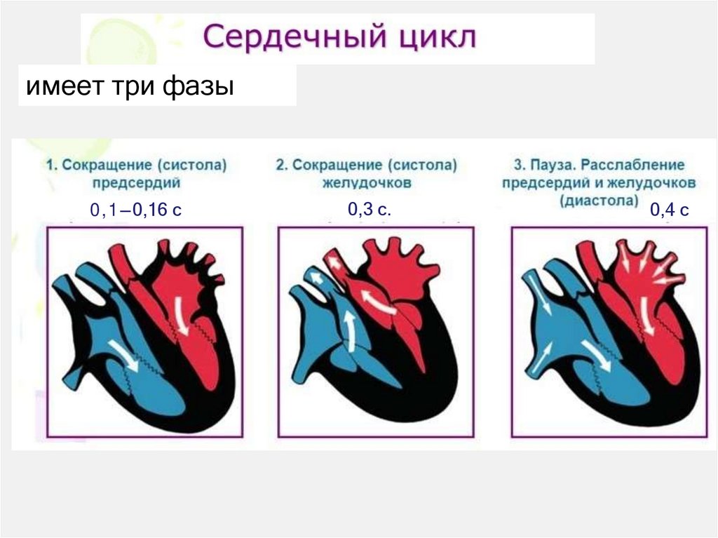 имеет три фазы