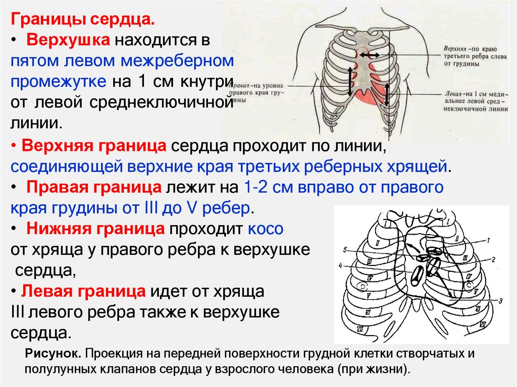Границы сердца.