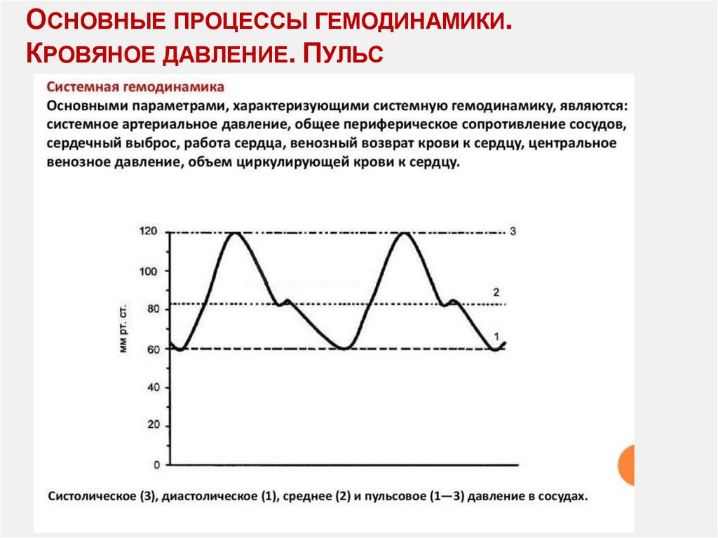 Основные процессы гемодинамики. Кровяное давление. Пульс