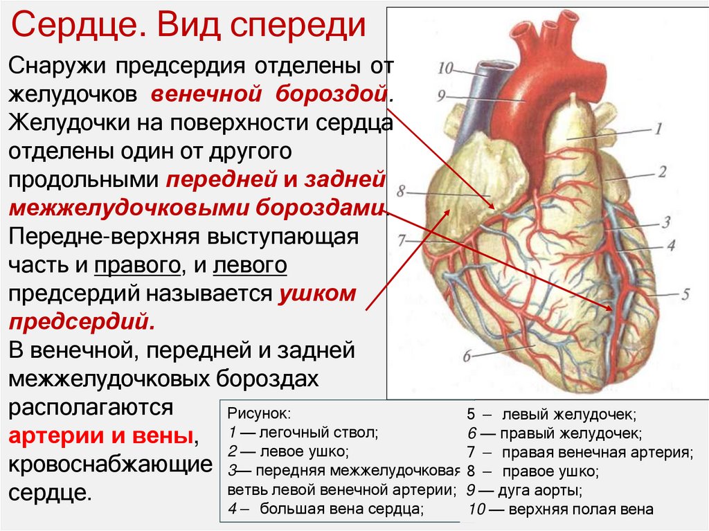 Сердце. Вид спереди