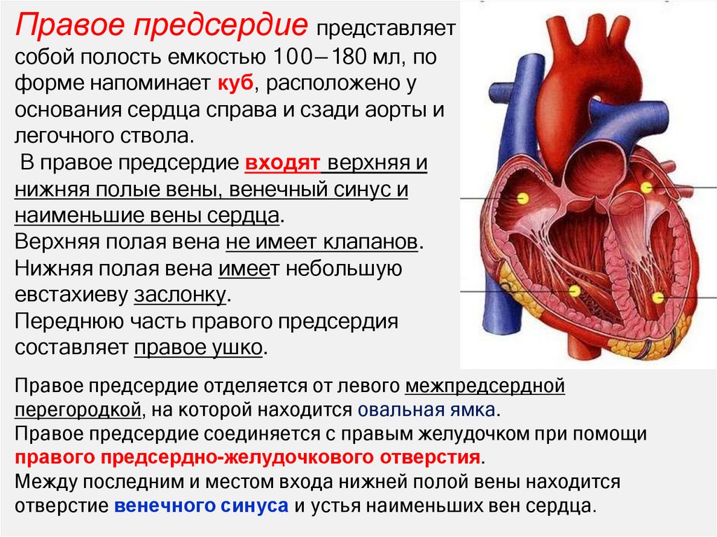 Правое предсердие представляет собой полость емкостью 100—180 мл, по форме напоминает куб, расположено у основания сердца