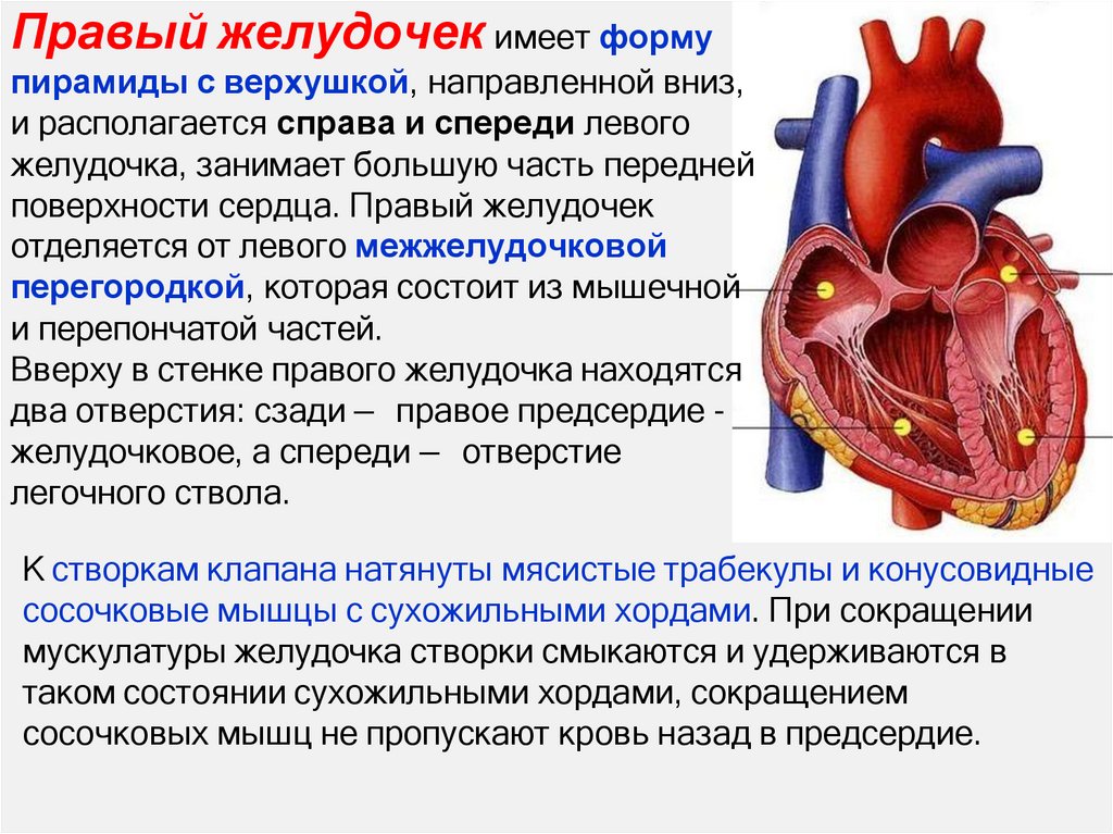 Правый желудочек имеет форму