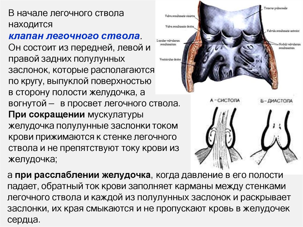 находится клапан легочного ствола. Он состоит из передней, левой и правой задних полулунных