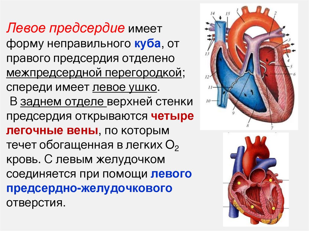 Левое предсердие имеет форму неправильного куба, от правого предсердия отделено межпредсердной перегородкой; спереди имеет