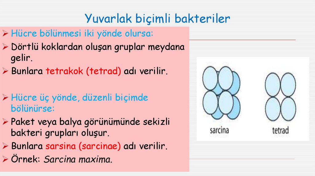 Yuvarlak biçimli bakteriler