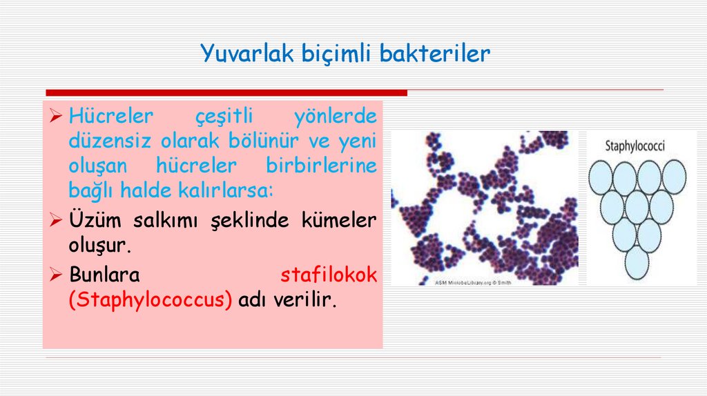 Yuvarlak biçimli bakteriler