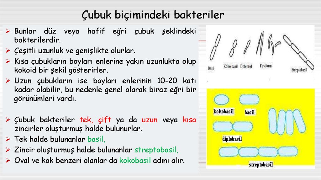 Çubuk biçimindeki bakteriler