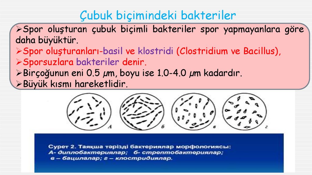 Çubuk biçimindeki bakteriler