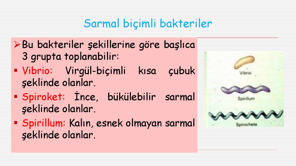 Sarmal biçimli bakteriler