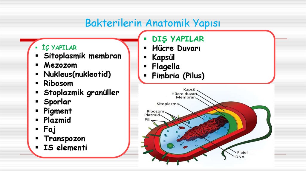 Bakterilerin Anatomik Yapısı
