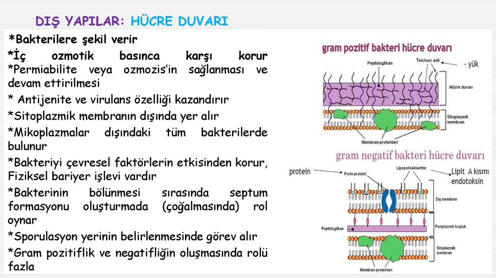 DIŞ YAPILAR: HÜCRE DUVARI