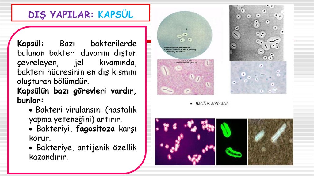 DIŞ YAPILAR: KAPSÜL