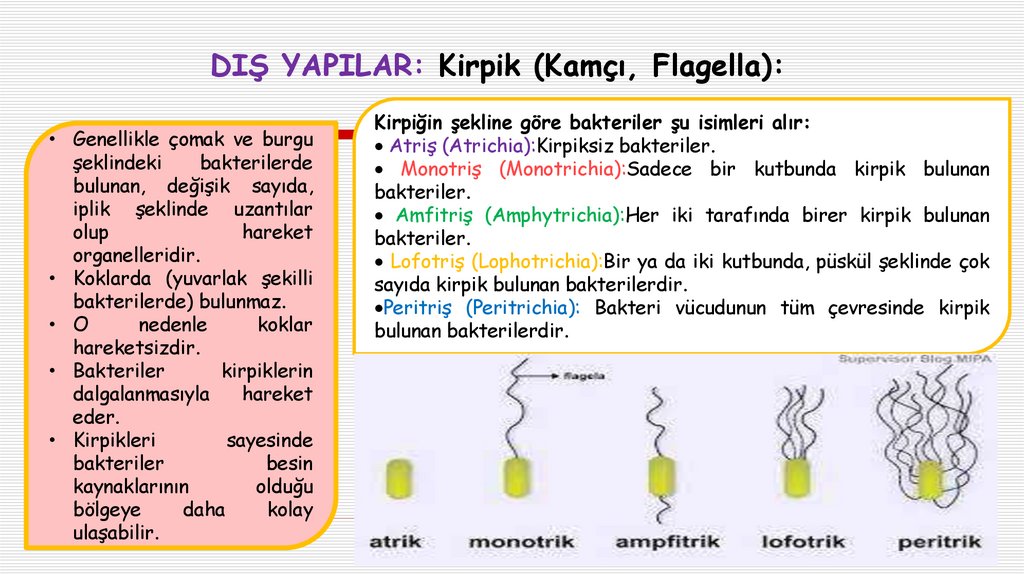 DIŞ YAPILAR: Kirpik (Kamçı, Flagella):