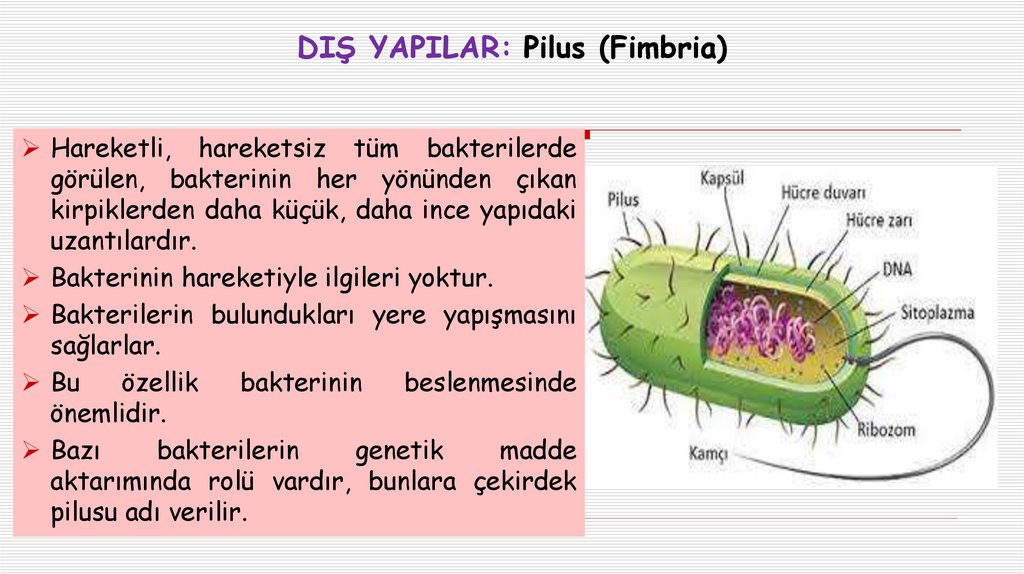 DIŞ YAPILAR: Pilus (Fimbria)