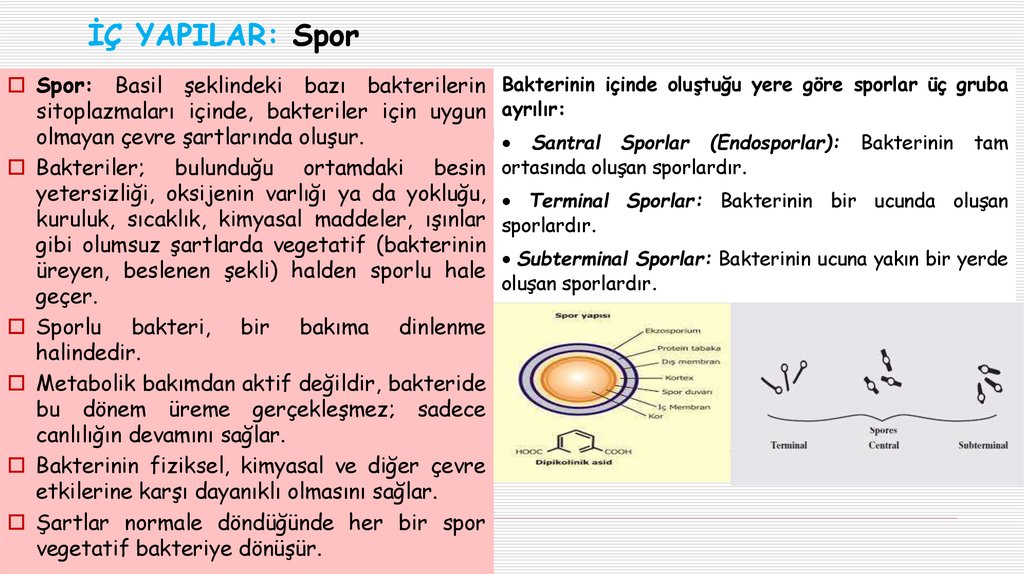 İÇ YAPILAR: Spor